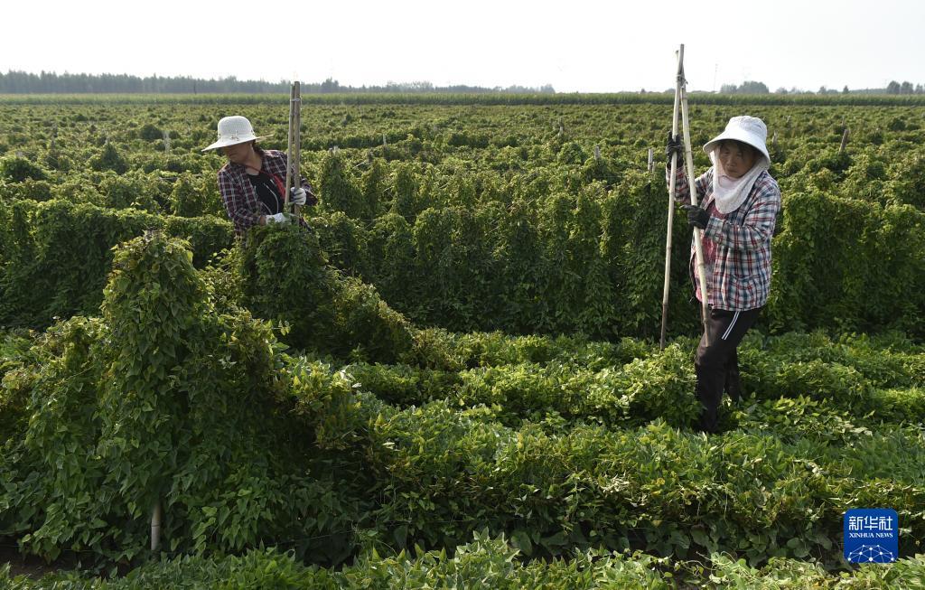 188宝金博备用网址